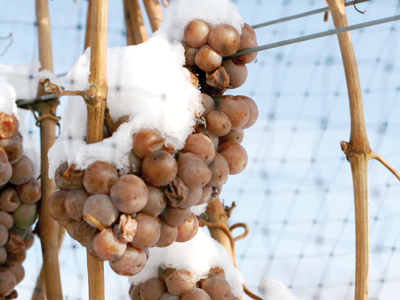 WINE: Icewine