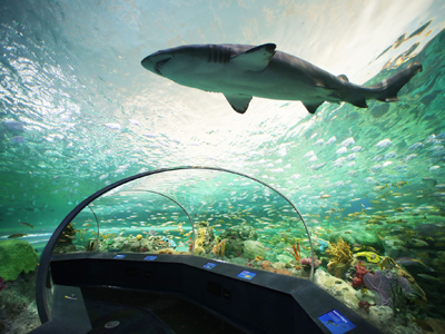 Ripley's Aquarium of Canada now open!