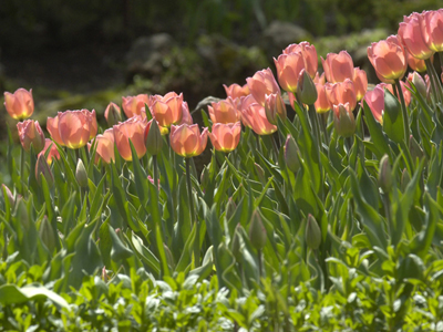 Early spring at The RBG