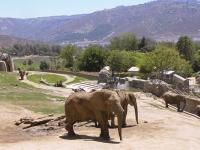 GETAWAY: San Diego Zoo