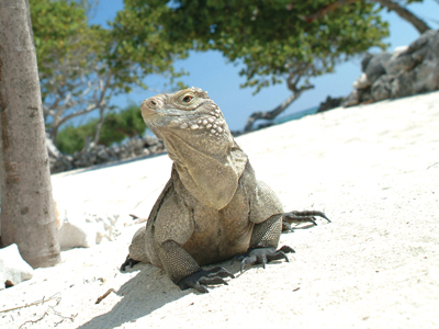 GETAWAY: Little Cayman