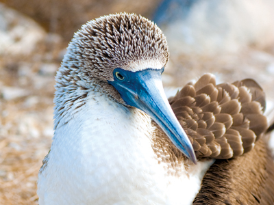 The Galapagos with Robert Bateman