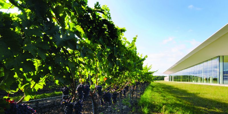 Niagara’s Biodynamic Duo