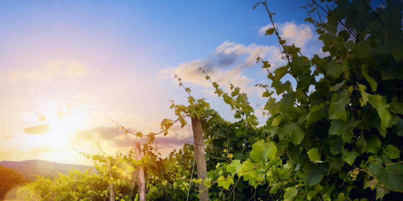 ABCs OF Italian Wine