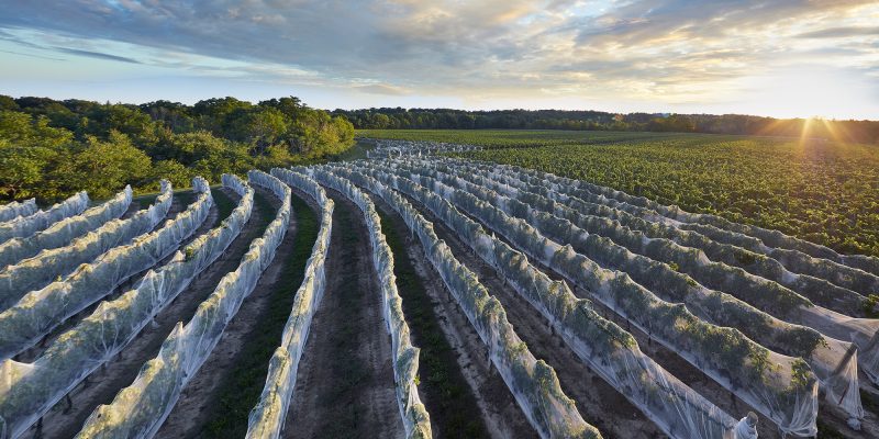 Comeback complete – One of Ontario’s most beloved wine projects is back from the dead