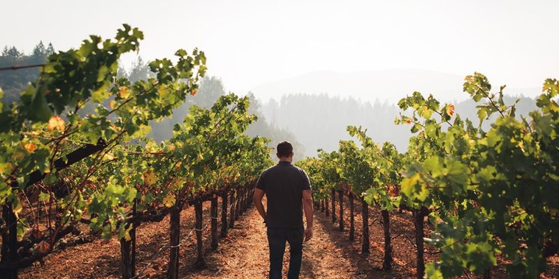 West Wines: kings of California